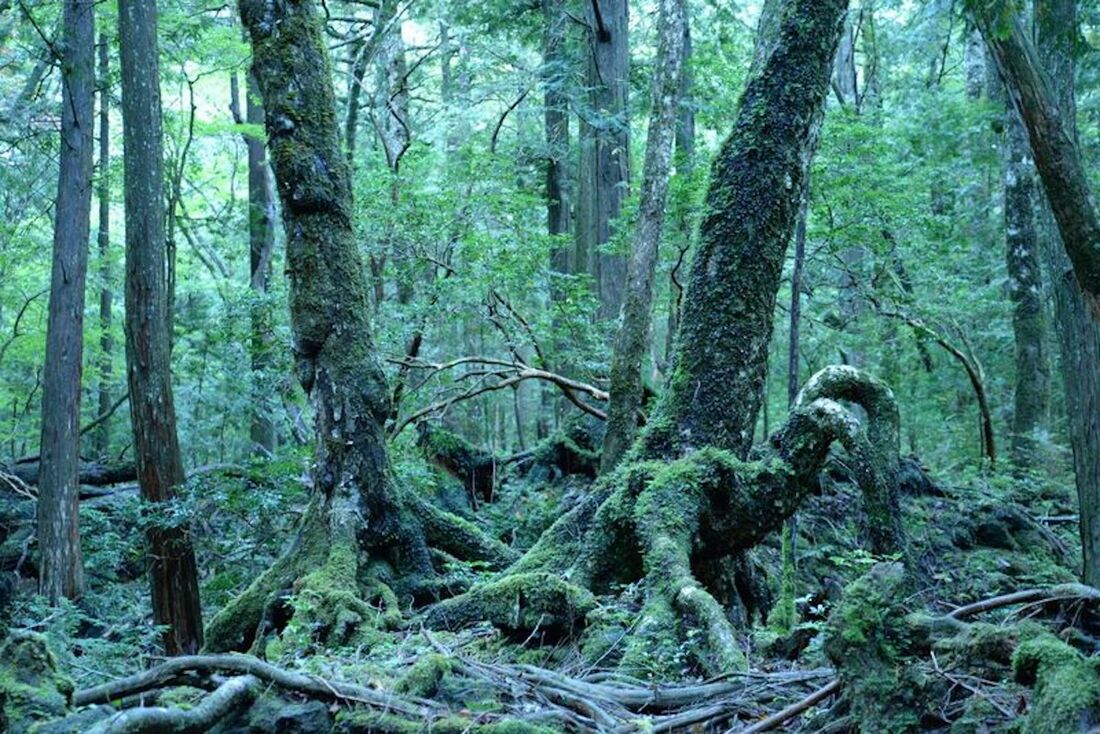 aokigahara forest ghosts